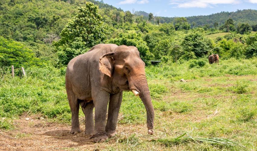 Wild Park Safari Home Stay Udawalawe Εξωτερικό φωτογραφία