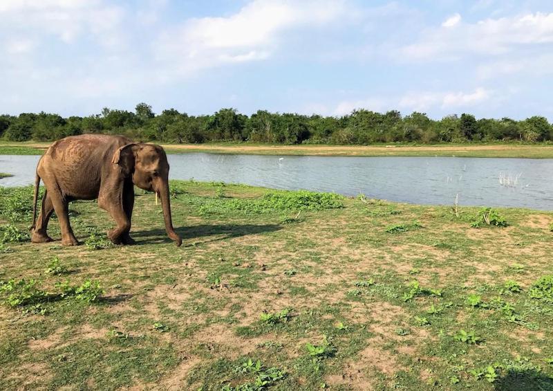 Wild Park Safari Home Stay Udawalawe Εξωτερικό φωτογραφία