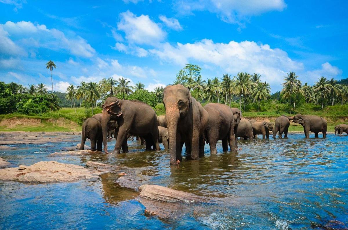 Wild Park Safari Home Stay Udawalawe Εξωτερικό φωτογραφία